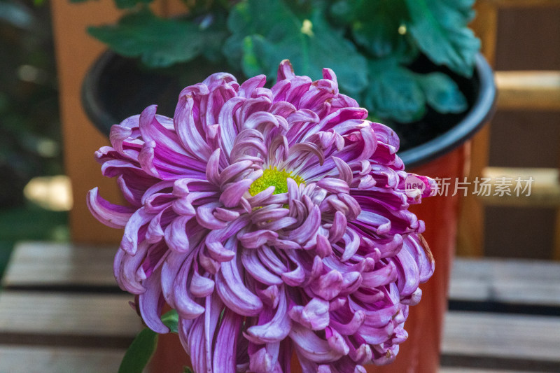 福州西湖第58届菊花展览