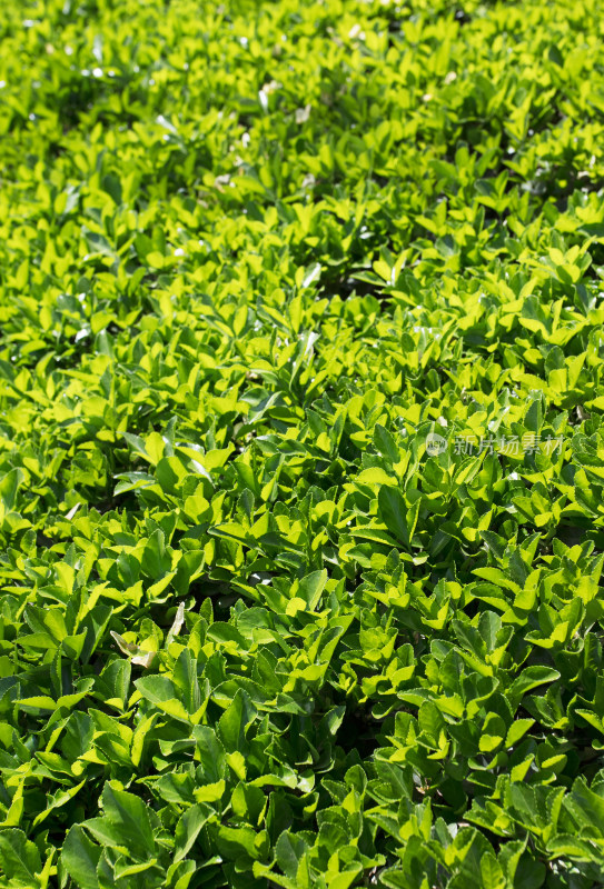 冬青植物