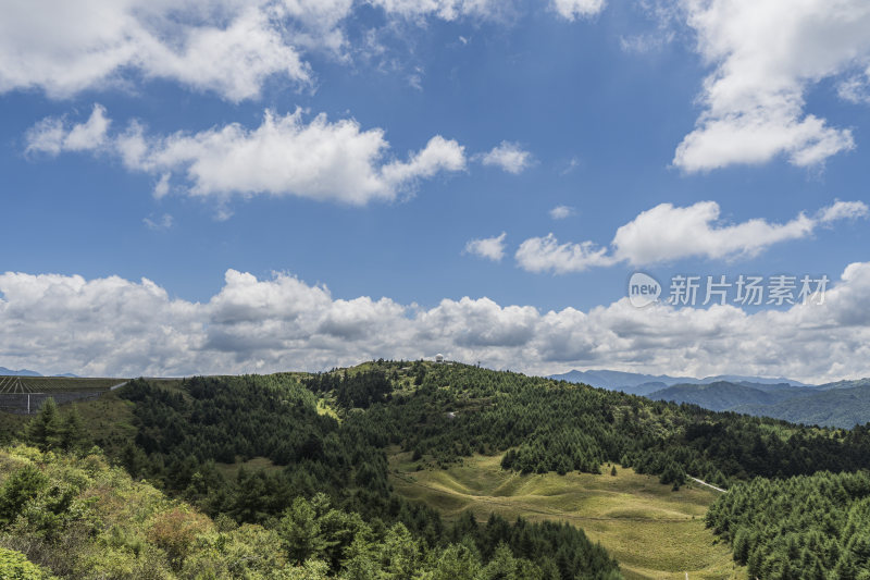 蓝天白云下的大片白色野花草地