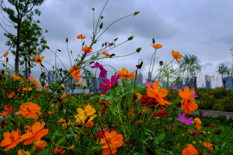 沙湖格桑花