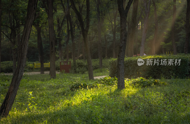 清晨森林树木阳光下的光影