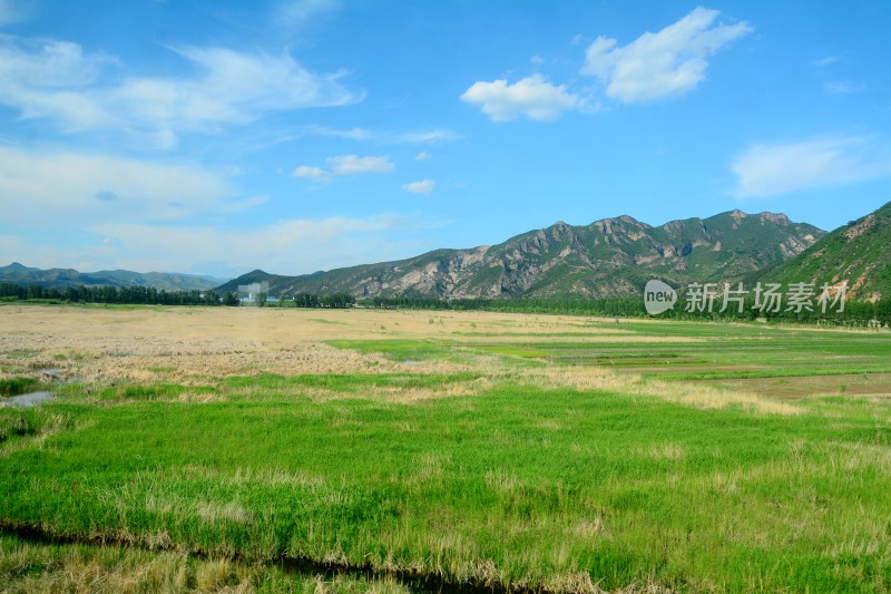 水稻 水稻田