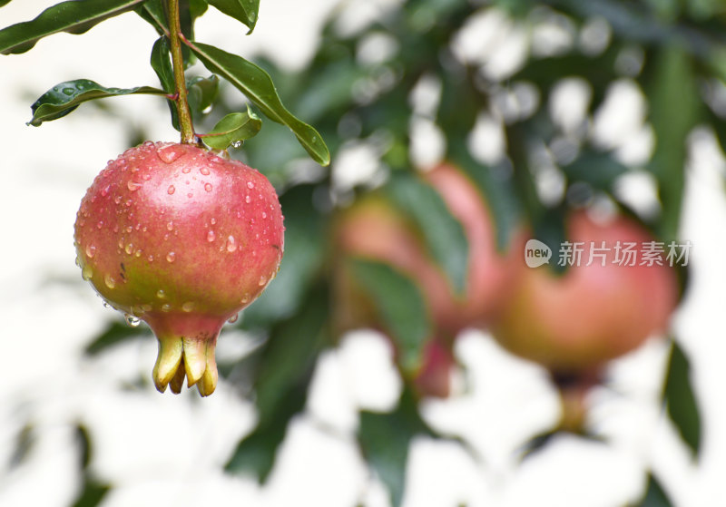 山东枣庄冠世榴园挂满雨珠的石榴果实