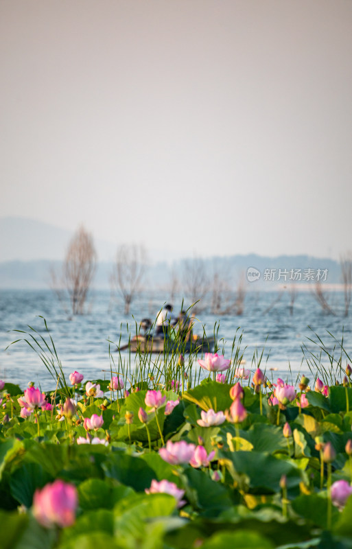 池塘湖泊湿地里的荷塘荷花