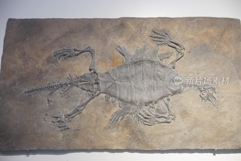三叠纪半甲齿龟化石标本