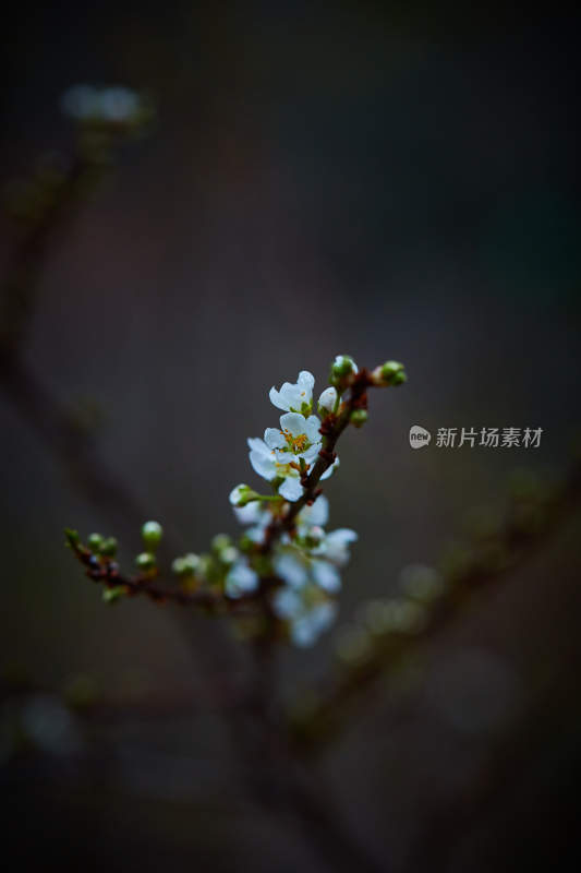 特写白色花卉植物枝条