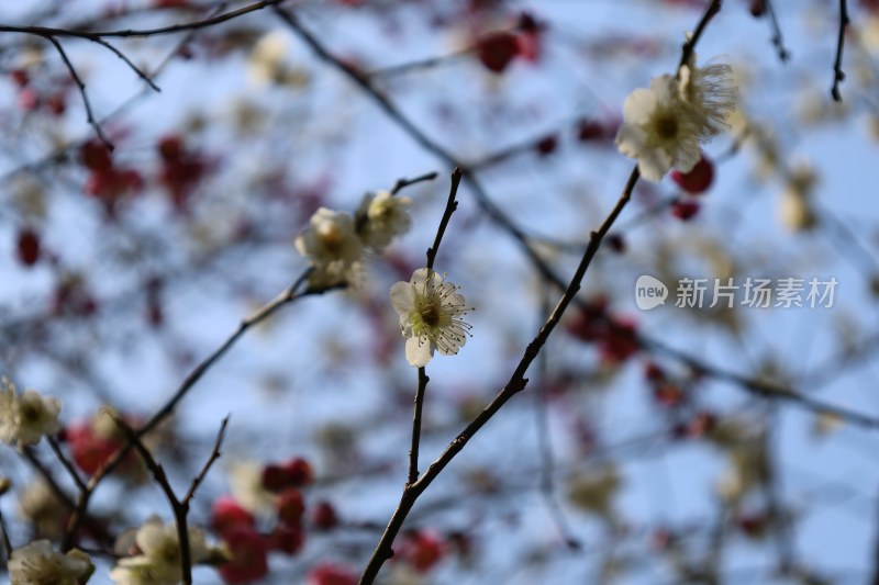 枝头绽放的白色梅花