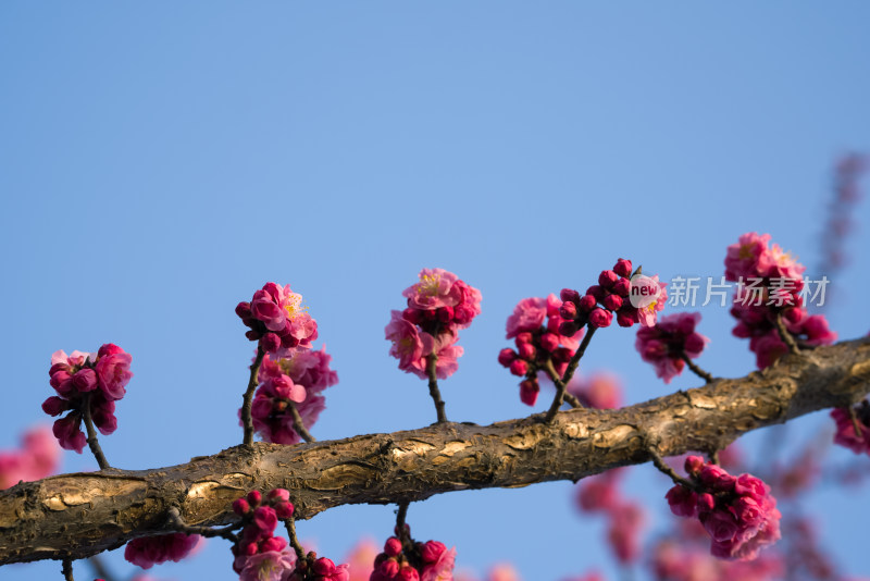 春暖花开粉红色梅花开放自然风景特写