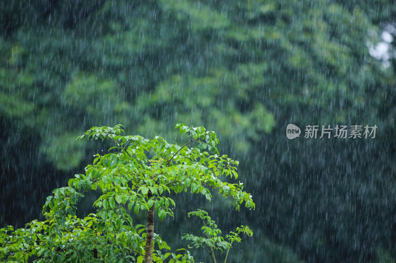 下雨天雨水中植物背景