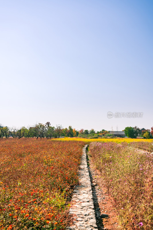 田野间石板路风景