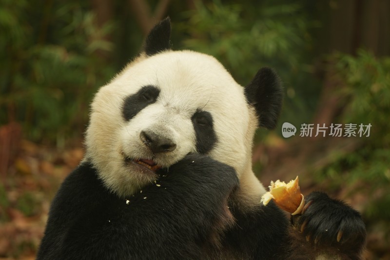 熊猫萌萌啃食竹叶的可爱模样