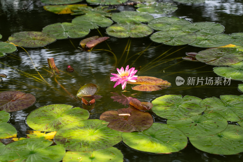 植物园睡莲特写