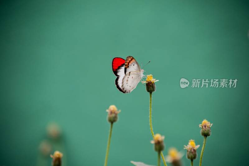 蝴蝶，彩色的昆虫