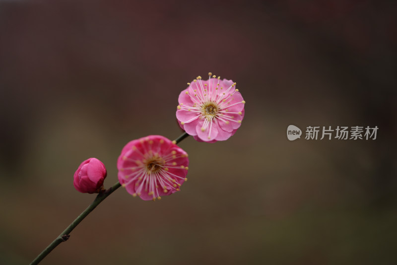 红色梅花特写