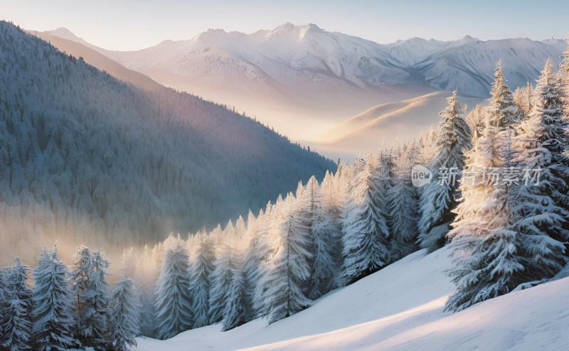 冬季森林白雪覆盖风景