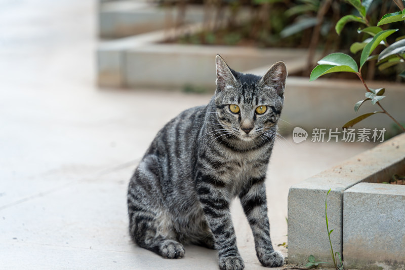 户外的狸花猫