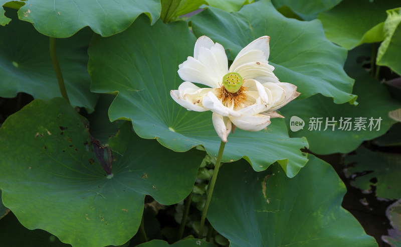 夏日炎炎池塘里盛开荷花随风送来香气