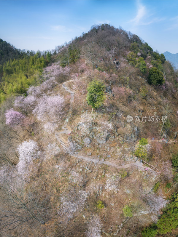 杭州富阳浮云岭山野樱花游步道航拍