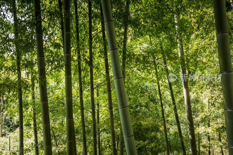 清新自然的竹林竹叶