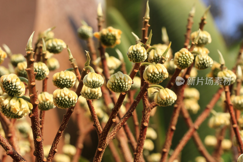 结香花花蕾实拍素材