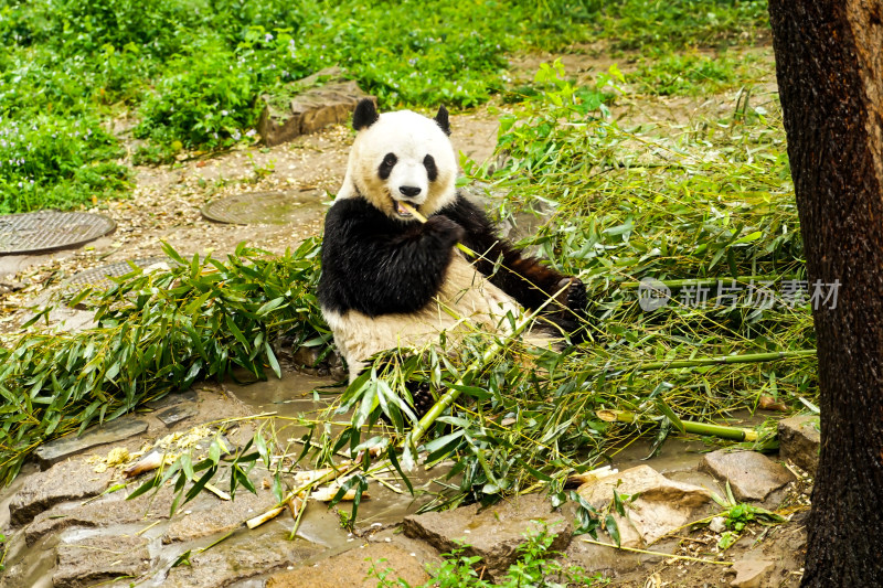 雨天大熊猫坐在地上吃竹子