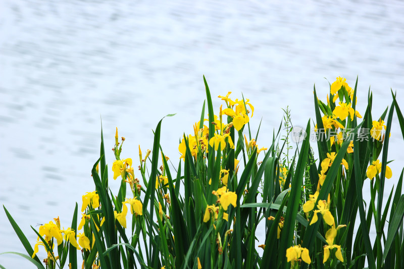 夏季湖边的黄色鸢尾花