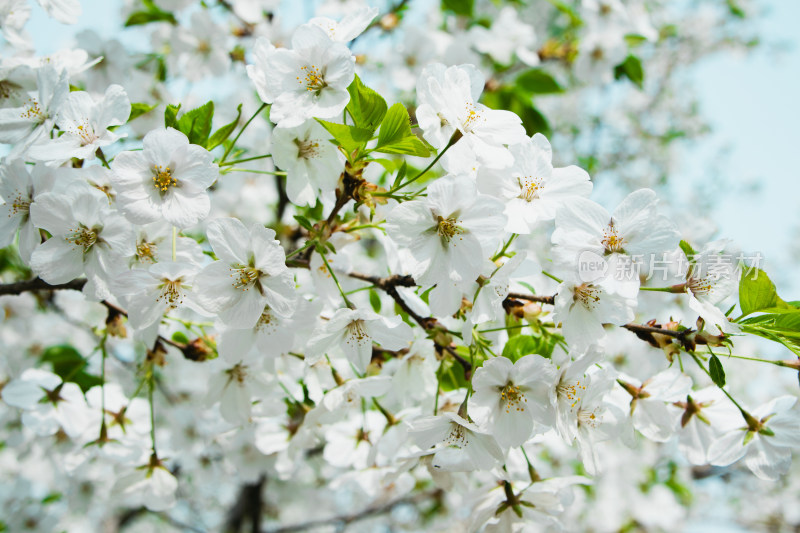 春天枝头绽放的白色樱花东京樱花