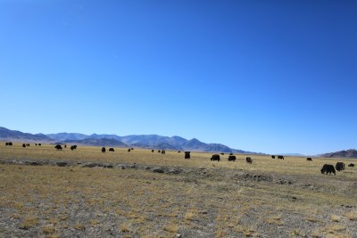 中国西藏高原湖泊湖边的牦牛群