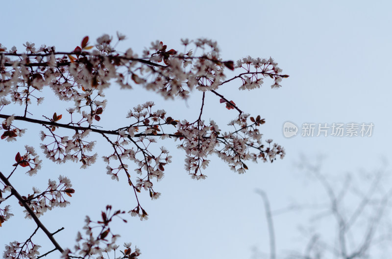 蓝天下盛开的繁茂的樱花