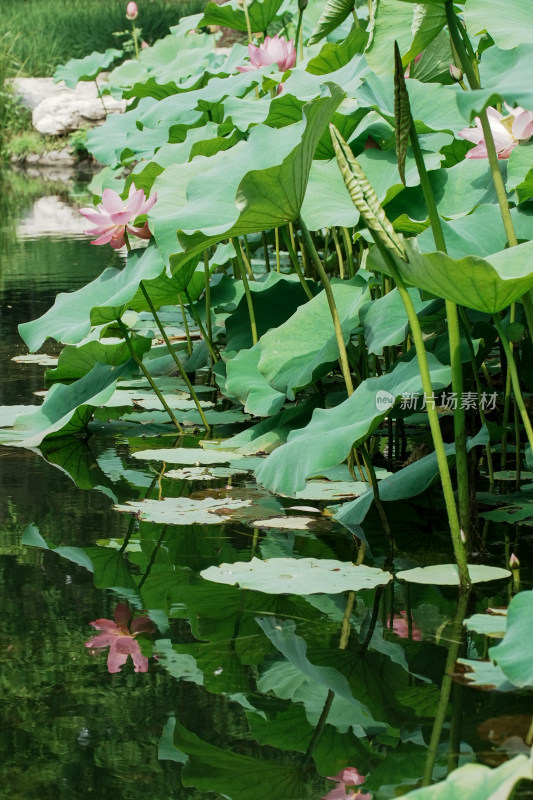 北京圆明园荷花