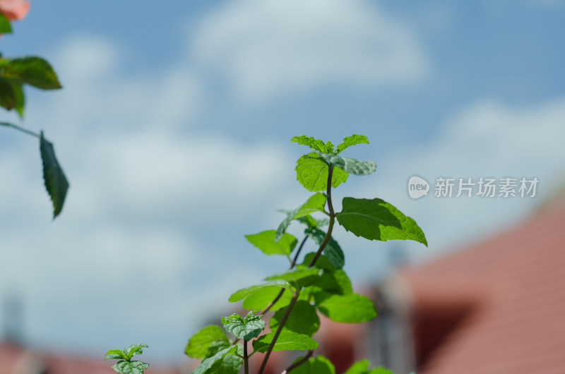 阳台花盆中种植的薄荷