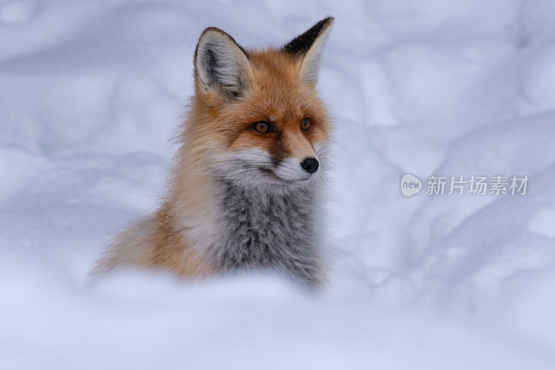 新疆喀纳斯雪地里的野生狐狸