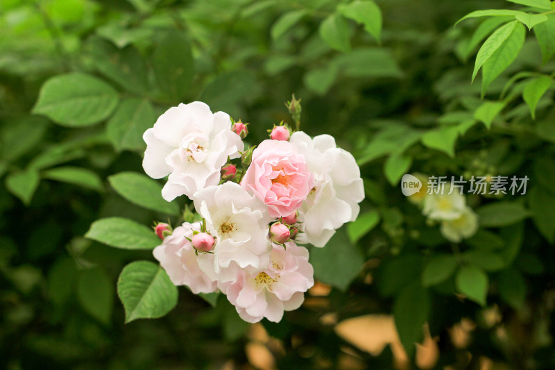 春天盛开的蔷薇花，七姊妹花