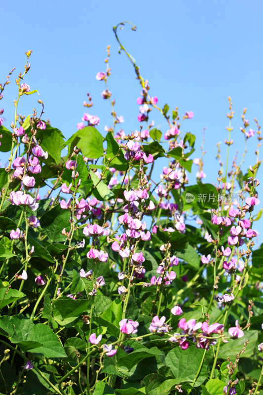 扁豆豆角紫色花朵