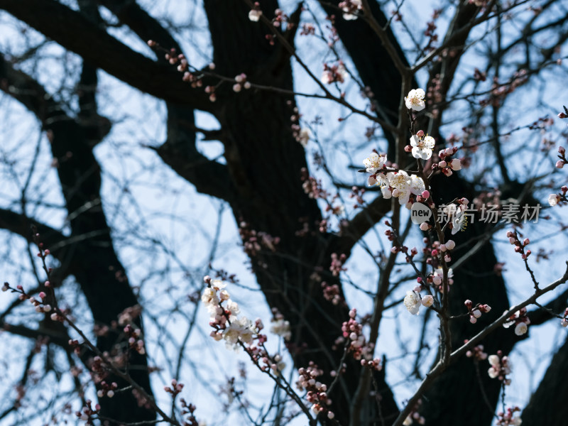 春天樱花盛开春意盎然自然风景植物树