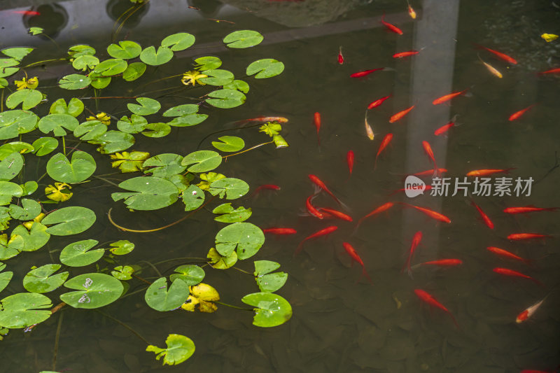 杭州西湖景区六一泉