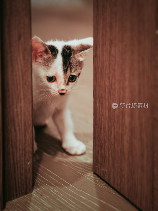 室内自在玩耍的三花小奶猫