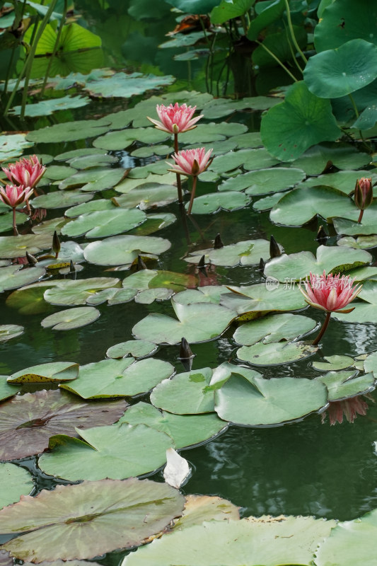 北京国家植物园睡莲