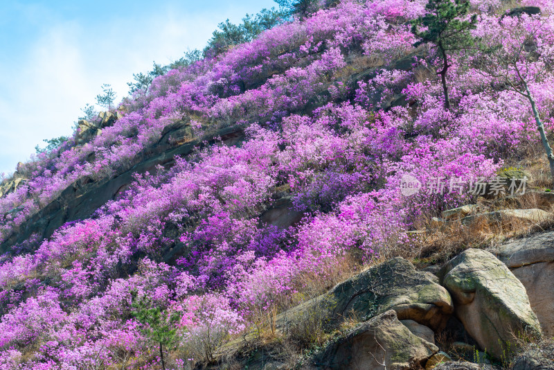 青岛大珠山杜鹃花风光