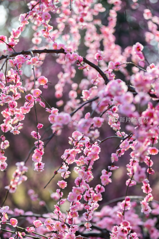 春天梅花龙梅树开花了