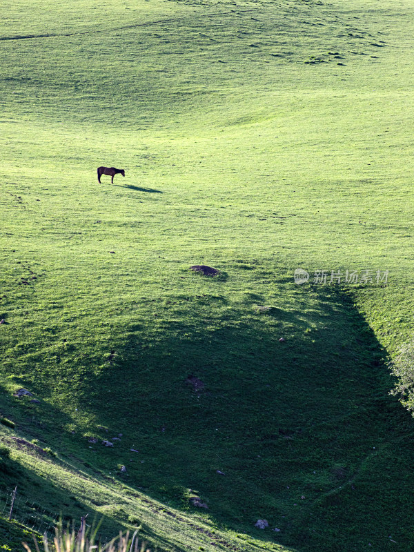 早晨的大草原上，马匹正在吃草的自然风景