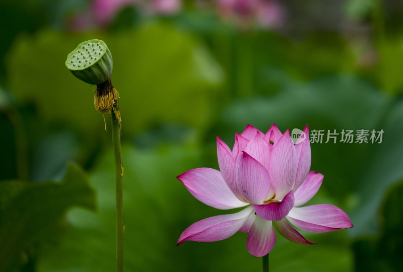 重庆酉阳：夏日荷花别样红