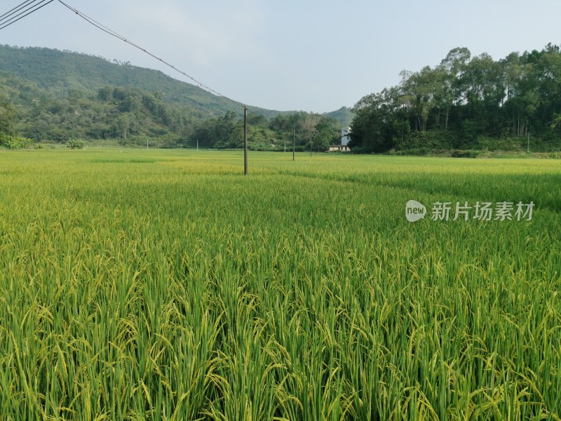 水稻种植