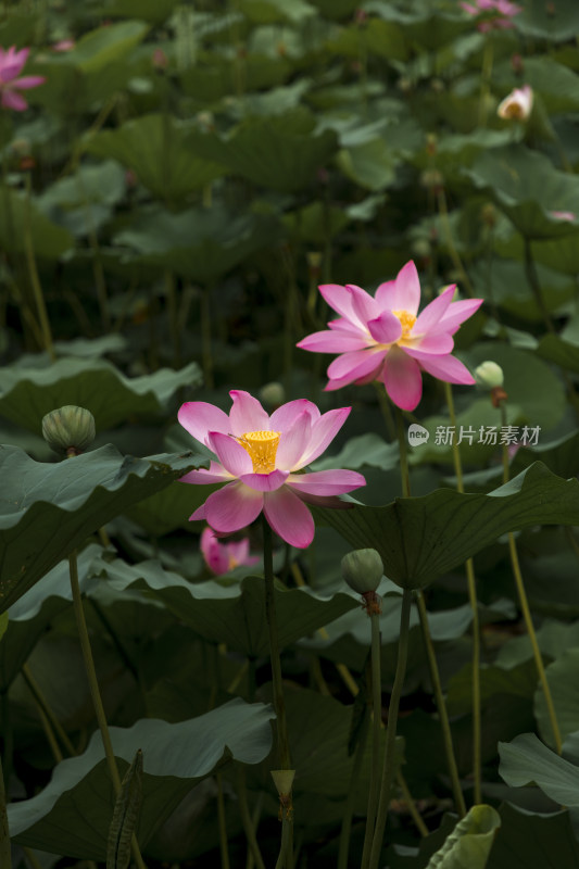 夏季公园荷塘荷叶丛中荷花特写