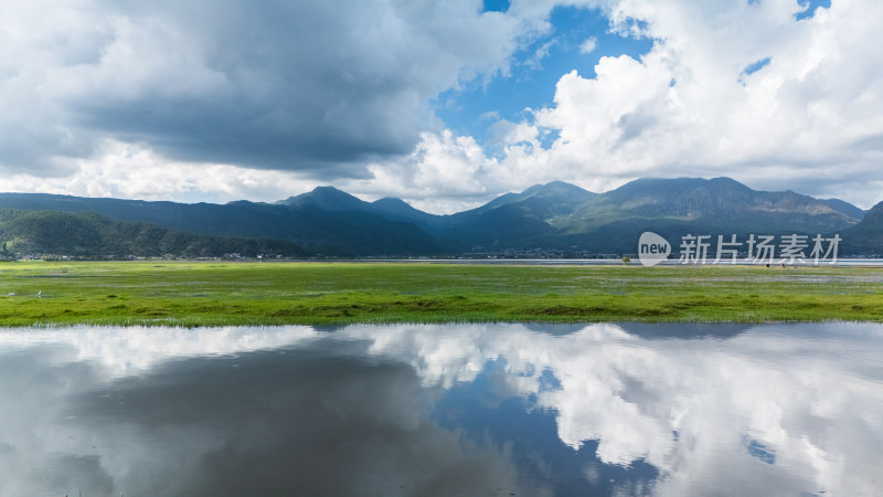 丽江拉市海湿地公园夏天的草地牛羊野鹤飞鸟