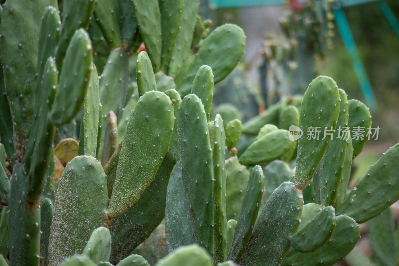 沙地生长着仙人掌，园林景观绿植