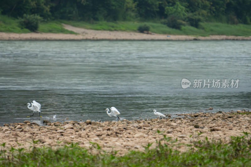 河边白鹭在石滩活动场景