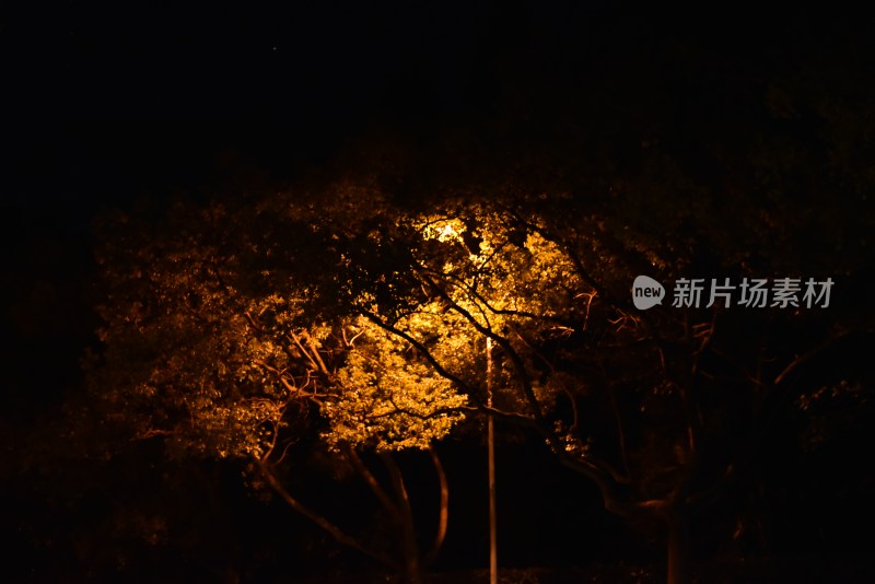 树中夜灯