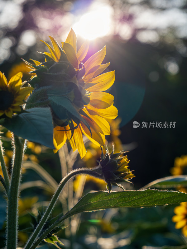 夕阳下逆光光晕中的金黄向日葵