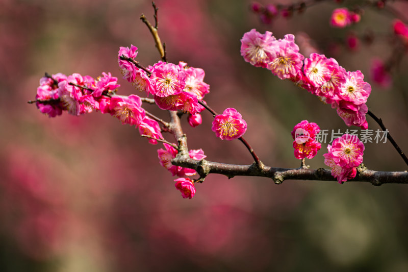 上海莘庄公园莘庄梅园梅花春天景点景观